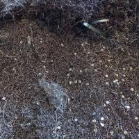 Viruta de acero - Hierros Sainz